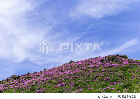 九重山 久住山 ミヤマキリシマ 九重山 久住山 ミヤマキリシマ 40826819