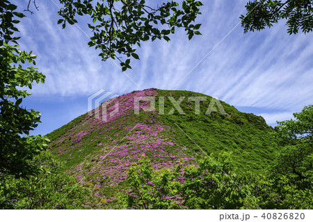 九重山 久住山 ミヤマキリシマ 九重山 久住山 ミヤマキリシマ 40826820