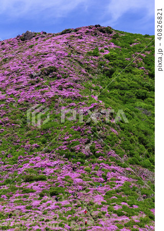 九重山 久住山 ミヤマキリシマ 九重山 久住山 ミヤマキリシマ 40826821