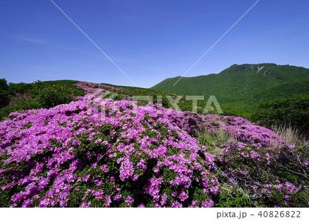 九重山 久住山 ミヤマキリシマ 九重山 久住山 ミヤマキリシマ 40826822