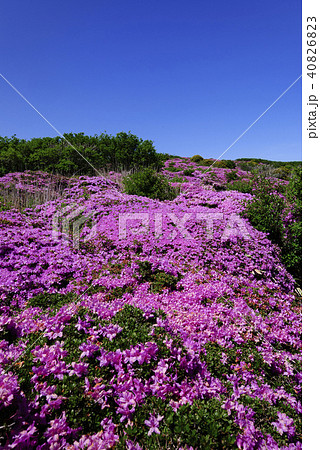 九重山 久住山 ミヤマキリシマ 九重山 久住山 ミヤマキリシマ 40826823