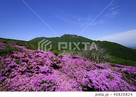 九重山　久住山　ミヤマキリシマ 40826824