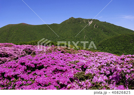 九重山　久住山　ミヤマキリシマ 40826825