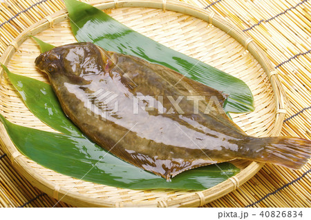 イシガレイ 食材　 40826834