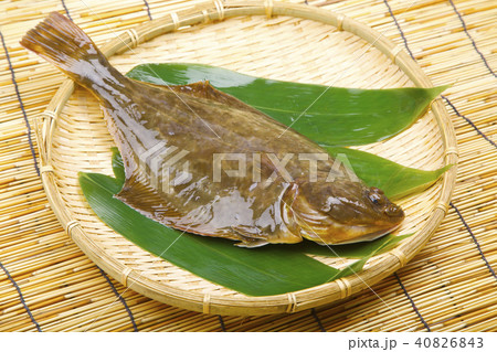 イシガレイ 食材　 40826843