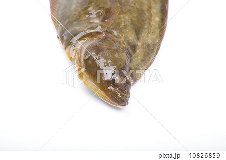 イシガレイ 食材　 40826859