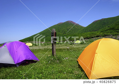 九重山 ミヤマキリシマ 九重山 ミヤマキリシマ 40826875