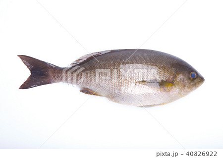 イサキ　食材 40826922