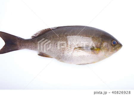 イサキ　食材 40826928