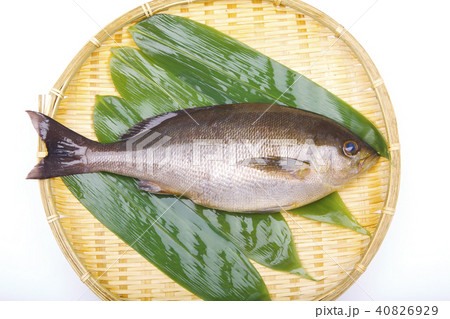 イサキ　食材 40826929