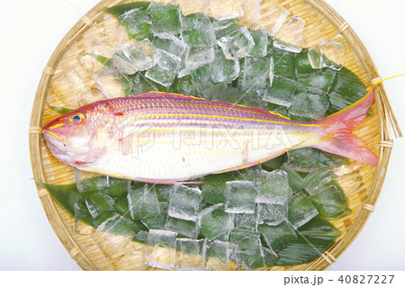 イトヨリ 食材 イトヨリ 食材 40827227