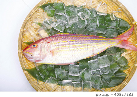 イトヨリ 食材 イトヨリ 食材 40827232