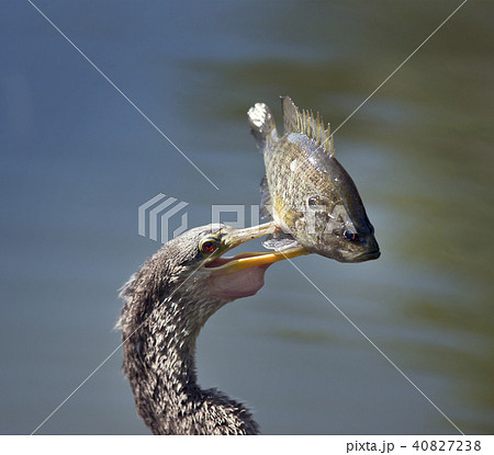 Anhinaga with a Fish Anhinaga with a Fish 40827238