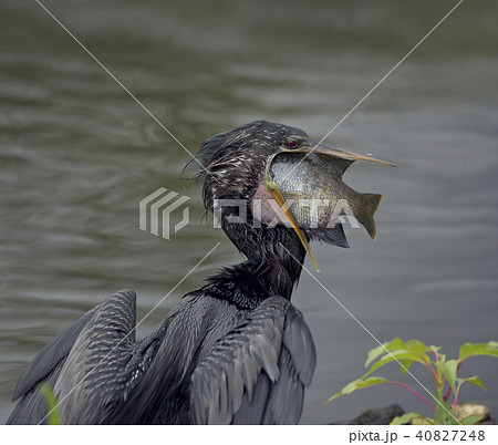 Anhinga swallows a large Fish 40827248