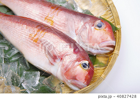 甘鯛　食材　 40827428