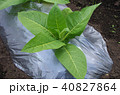 葉タバコの栽培：バーレー種（2016年5月30日撮影：岩手県） 40827864
