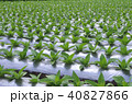 葉タバコの栽培：バーレー種（2016年5月30日撮影：岩手県） 40827866
