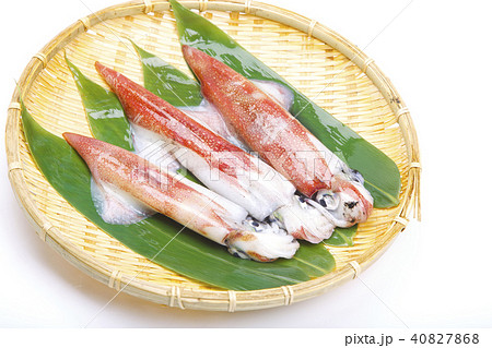 ケンサキイカ 食材 ケンサキイカ 食材 40827868