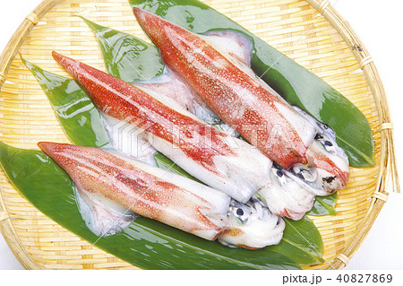 ケンサキイカ 食材 ケンサキイカ 食材 40827869