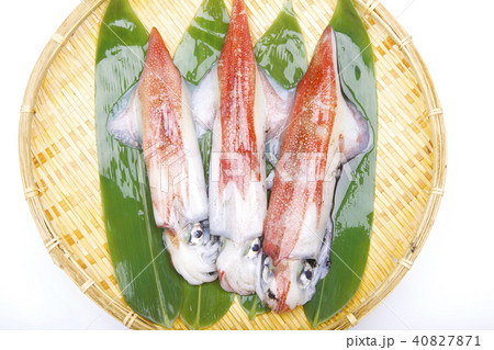 ケンサキイカ 食材 ケンサキイカ 食材 40827871