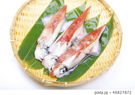 ケンサキイカ 食材 ケンサキイカ 食材 40827872