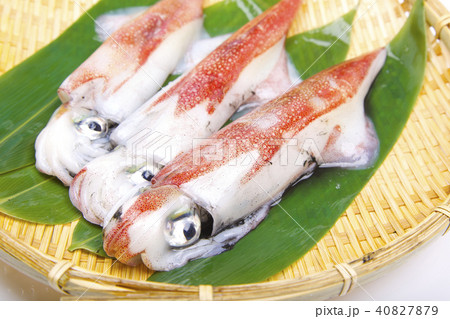 ケンサキイカ 食材 ケンサキイカ 食材 40827879