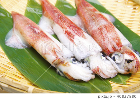 ケンサキイカ　食材　 40827880