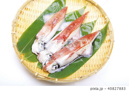 ケンサキイカ　食材　 40827883