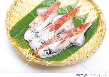 ケンサキイカ 食材 ケンサキイカ 食材 40827884
