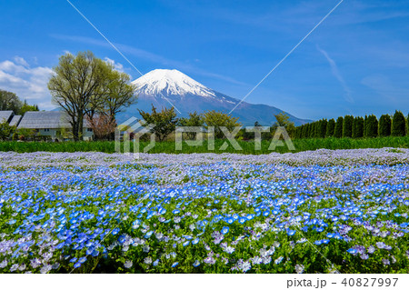 富士山とネモフィラ 40827997