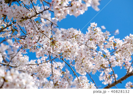 桜 桜 40828132