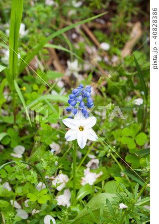 青いお洒落な帽子 40828386