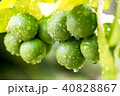 lime with water drops inthe garden 40828867
