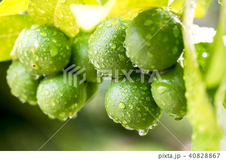 lime with water drops inthe garden 40828867