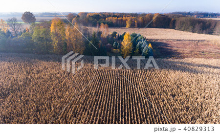 Aerial drone view from above of corn field 40829313