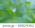 シジミチョウ 40829362