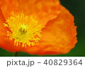 ポピー 40829364