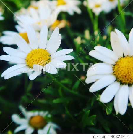 花 40829410
