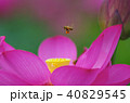 蓮と蜜蜂 40829545