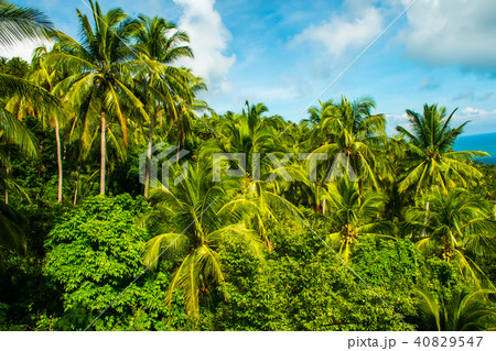 Beautiful viewpoint from Koh Samui in Thailand 40829547