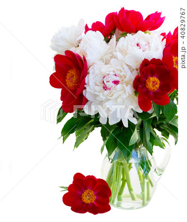Fresh peony flowers Fresh peony flowers 40829767