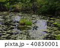 太郎淵：岩手県遠野市（2016年5月30日撮影） 40830001