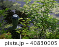 太郎淵：岩手県遠野市（2016年5月30日撮影） 40830005