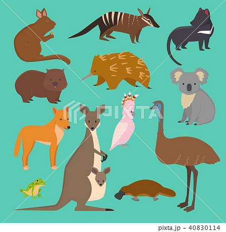 Australian wild vector animals cartoon collection australia popular animals like platypus, koala 40830114