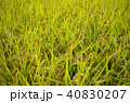 山田錦：兵庫県小野市（2015年10月12日撮影） 40830207