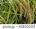 山田錦：兵庫県小野市（2015年10月12日撮影） 40830209