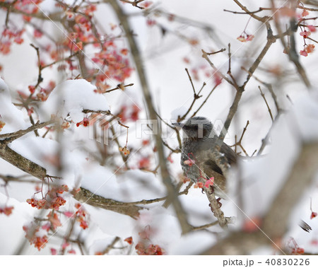 雪とマユミとヒヨドリ 雪とマユミとヒヨドリ 40830226