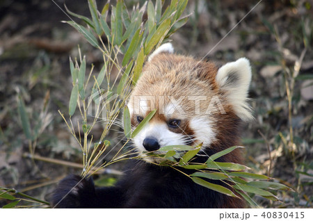 レッサーパンダ 40830415