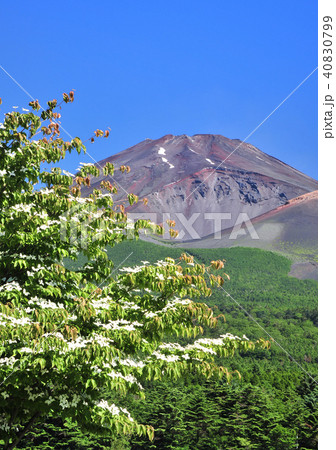 水ヶ塚公園からの富士山-3748 水ヶ塚公園からの富士山-3748 40830799
