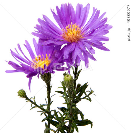 Colorful aster flowers isolated on white  40830977
